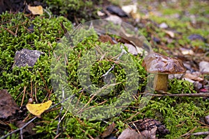 Little edible mushroom xerocomus badius in the forest on the moss