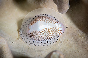 Little Egg Cowry Calpurnus verrucosus