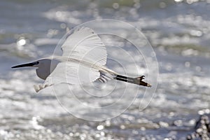 Little egret photo
