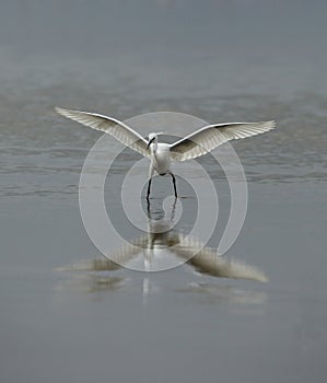 Little Egret