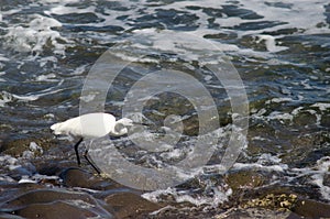 Little egret.