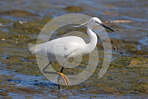 Little Egret