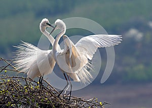 Little Egret