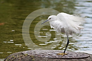 Little Egret