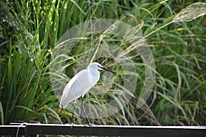 Little Egret