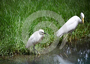 Little Egret