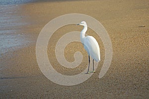 Little Egret