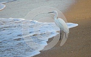 Little Egret