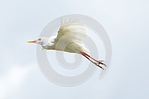 Little Egret