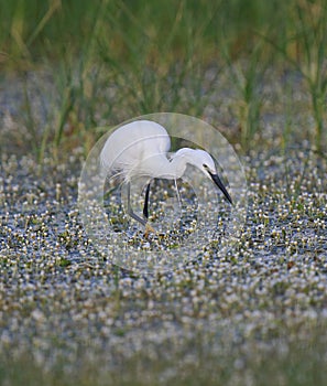 Little Egret