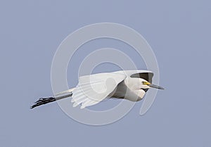 little EGRET