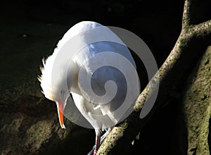 Little egret