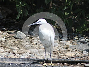 Little egret