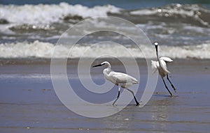 Little egret. Angola.