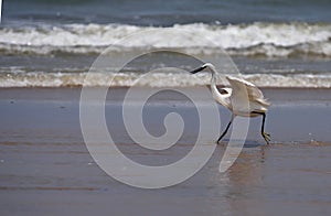 Little egret. Angola.