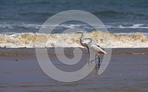 Little egret. Angola.