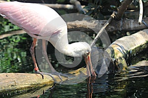 A little egret in the Aquarium in Valencia, Spain