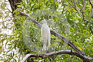 Little egret aquatic heron bird in white perching on tree branch