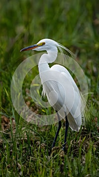 Little egret in Australasia, elegant bird in natural habitat