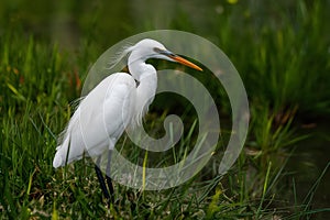 Little egret in Australasia, elegant bird in natural habitat photo