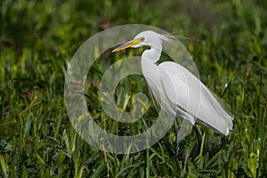 Little egret in Australasia, elegant bird in natural habitat photo