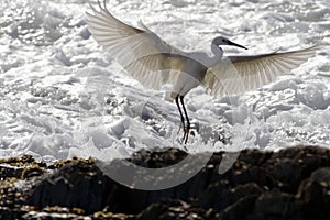 Little egret ballet photo