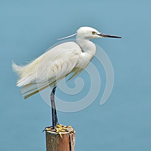 Little Egret bird