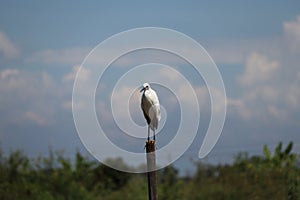 Little Egret bird perching on the top of dried bamboo with blue sky background.