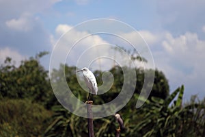 Little Egret bird perching on the top of dried bamboo with green tree and blue sky.