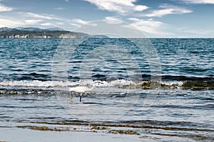 Little egret bird walking by the sea