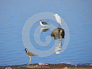 A Little Egret, A Black-winged Stilt, and a Red-wattled Lapwing at Randarda Lake, Rajkot, Gujarat