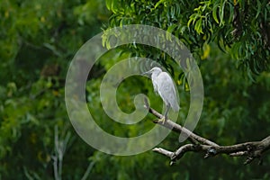 Little Egret on branch
