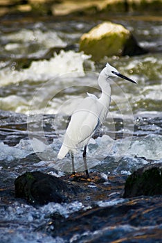 Little Egret - In Breeding Plumage