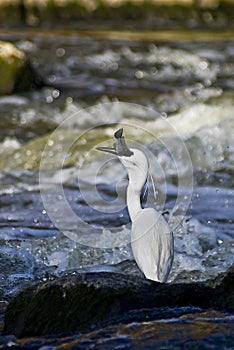 Little Egret - Catching Fish photo