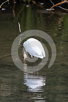 Little egret chassing toad and frogs