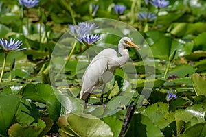 A Little Egret in a colourful lilly pond in Queensland, Australia