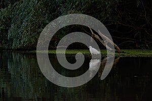 Little egret in the Danube Delta biosphere reservation