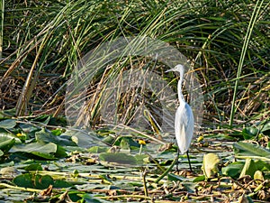 Little egret in Danube Delta, Romania