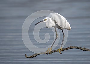 Little Egret in dappled light perched on a branch, Worcestershire, England.