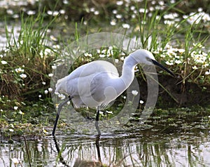 A little egret in Donana Spain amidst Water-crowfoot (ranunculus Peltatus) in marsh waters watching and hunting