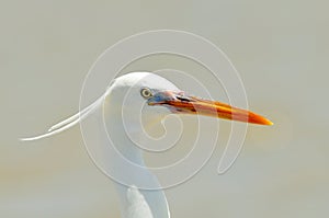 Little egret (egretta garzetta)