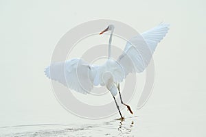 Little egret (egretta garzetta) photo