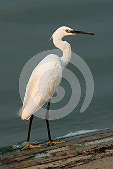 Little Egret (Egretta garzetta) photo