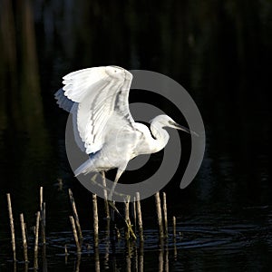 Little Egret (Egretta garzetta) photo