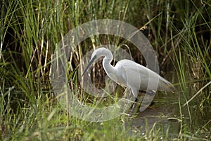 Little Egret - Egretta garzetta