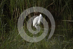 Little Egret - Egretta garzetta