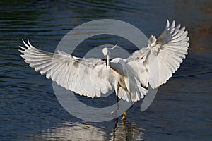 Little egret (Egretta garzetta)