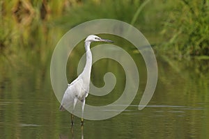 Little Egret (Egretta garzetta)