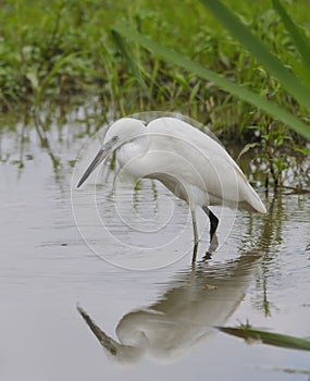 Little Egret (Egretta garzetta)