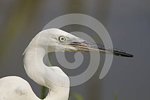 Little Egret (Egretta garzetta) photo